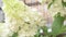 white blossom of bush hydrangea- paniculata in garden. close up footage