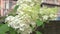 white blossom of bush hydrangea- paniculata in garden. close up footage.