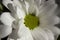 white blossom Chamomile flower with numerous petals