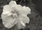 White Blossom of Confederate Rose In Sepia Tones