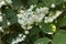 White blossom of Deutzia shrub