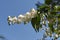 White blossom of Deutzia shrub