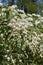 White blossom of Deutzia shrub