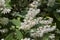 White blossom of Deutzia shrub