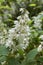 White blossom of Deutzia shrub