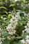 White blossom of Deutzia shrub