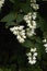 White blossom of Deutzia shrub