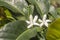 A white blossom at a flowering coffee shrub