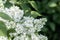White blossom lilac branch on green foliage background close up. Copy space. Selective focus