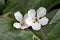 White Blossom Macro in Artichoke Leaves