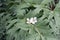 White Blossom Macro in Artichoke Leaves