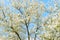 White blossom magnolia tree flowers