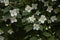 White blossom of Philadelphus shrub