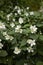 White blossom of Philadelphus shrub