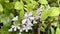 White blossom of Pseuderanthemum Carruthersii Flower