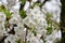 white blossom of the salix in the Groene Hart park in Nieuwerkerk aan den Ijssel
