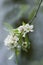 White blossom in spring on pear tree