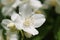 White blossom of sweet mock orange