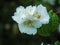 White blossom on a sweet mock orange bush, Philadelphus