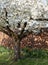 White blossom tree, photographed in springtime outside Eastcote House historic walled garden, west London UK