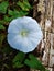White blossom of unidentified species of moonflower or morning glory