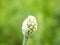 White blossom of a vegetable green onion macro photo