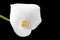 White blossoming calla flower