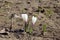 White blossoming crocuses growing in spring