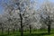 White blossoms