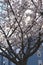 White Blossoms in Abundance on Stately Tree