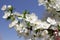 White Blossoms Against Sky At Sunrise. Spring Blooming. Orchards are blooming at springtime. Nature blossoms background.