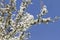 White Blossoms Against Sky At Sunrise. Spring Blooming. Orchards are blooming at springtime. Nature blossoms background.