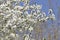 White Blossoms Against Sky At Sunrise. Spring Blooming. Orchards are blooming at springtime. Nature blossoms background.