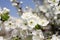 White Blossoms Against Sky At Sunrise. Spring Blooming. Orchards are blooming at springtime. Nature blossoms background.