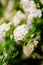 White blossoms of alyssum in spring also known as sweet alison blooming