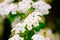 White blossoms of alyssum in spring also known as sweet alison blooming