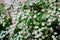 White blossoms of alyssum in spring also known as sweet alison blooming