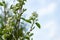 White blossoms of Amelanchier canadensis, serviceberry, shadberry or June berry tree on blue sky background