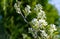 White blossoms of Amelanchier canadensis, serviceberry, shadberry or Juneberry tree on green background