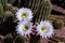 White blossoms on Argentine Giant cactus from South America; desert ground and other succulent plants in the background