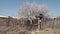 White blossoms and barren scenery