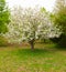 White Blossoms Burst Forth From Dogwood Tree