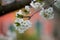 White blossoms on a cherry tree branch, selective focus, vernal background