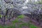 White blossoms on old Apple fruit trees in the orchard in early spring. Row of apple trees with green grass and in Provo Utah