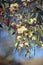 White blossoms of the Sandplain Mallee, Eucalyptus ebbanoensis