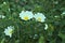 The white blossoms of a wild shrub