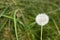 White blowball dandelion on blurred green grass background, close up