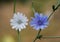 White and blue chicory, albino chicory flower