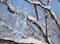 White and blue dreamcatcher hanging on tree branches covered with snow.