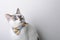 White blue-eyed cat in a bow tie on a white background looks right, free space for a design